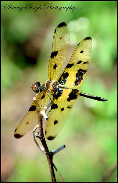 The Golden Dragon Fly